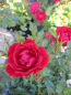 Preview: Bodendecker-Rose Limesglut